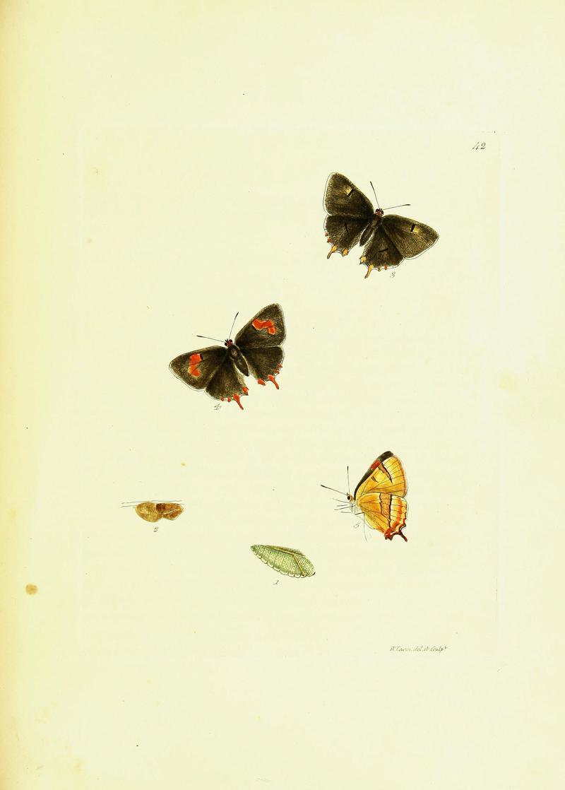 The papilios of Great Britain (Pl. 42) BHL42147422
