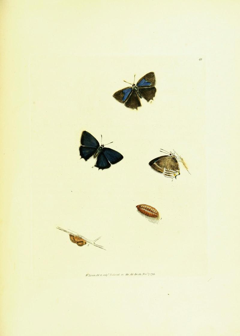 The papilios of Great Britain (Pl. 43) BHL42147426