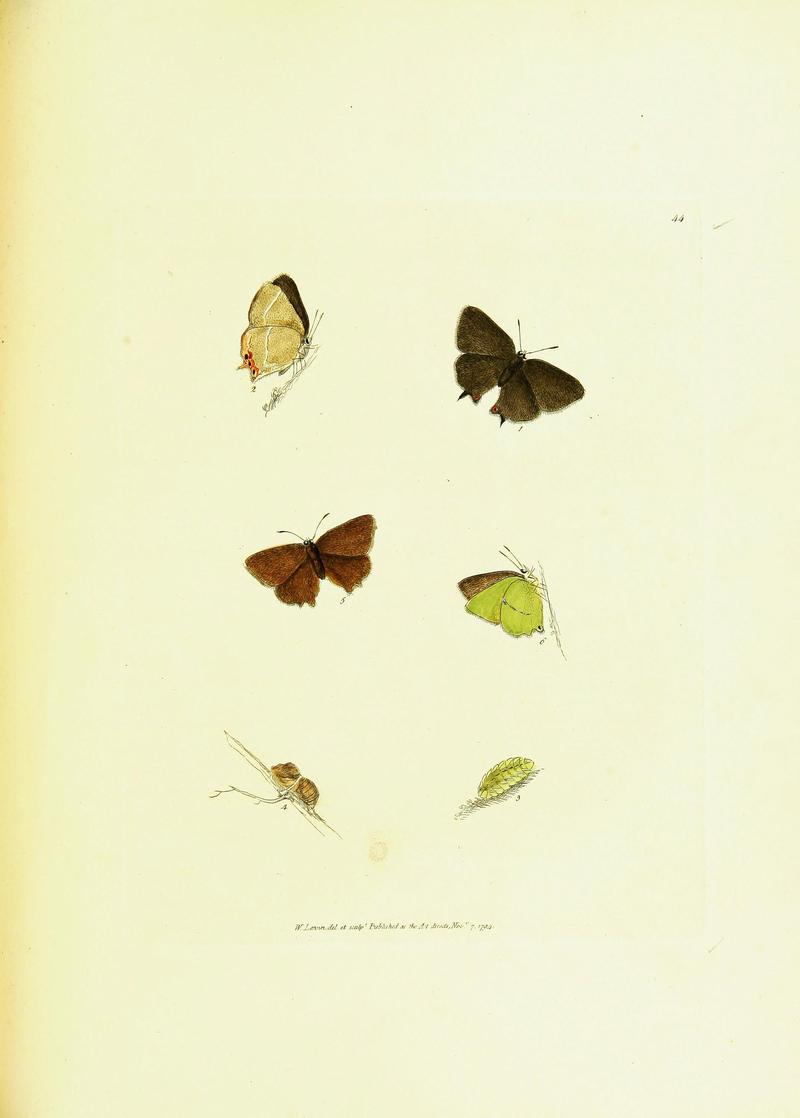 The papilios of Great Britain (Pl. 44) BHL42147430