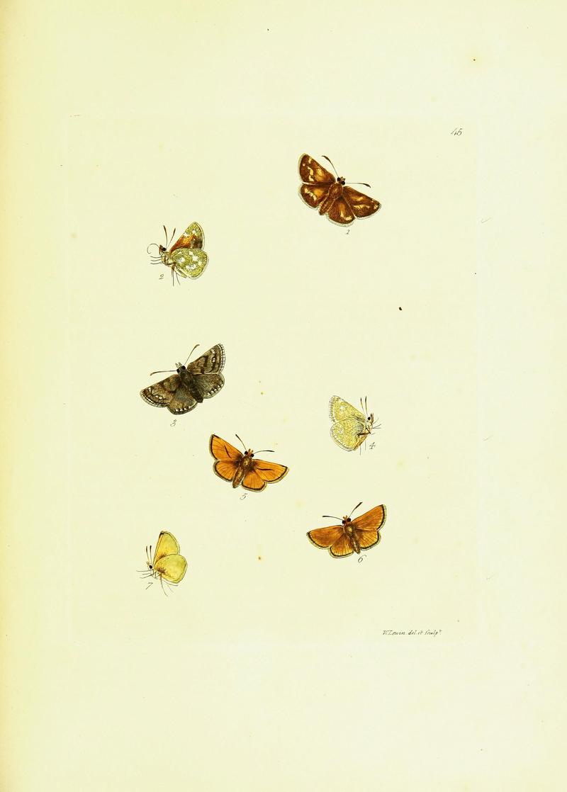 The papilios of Great Britain (Pl. 45) BHL42147434