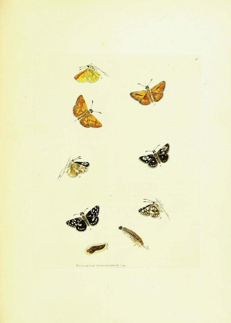The papilios of Great Britain (Pl. 46) BHL42147438