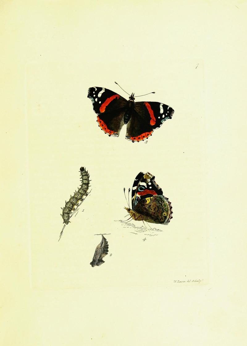 The papilios of Great Britain (Pl. 6) BHL42147278