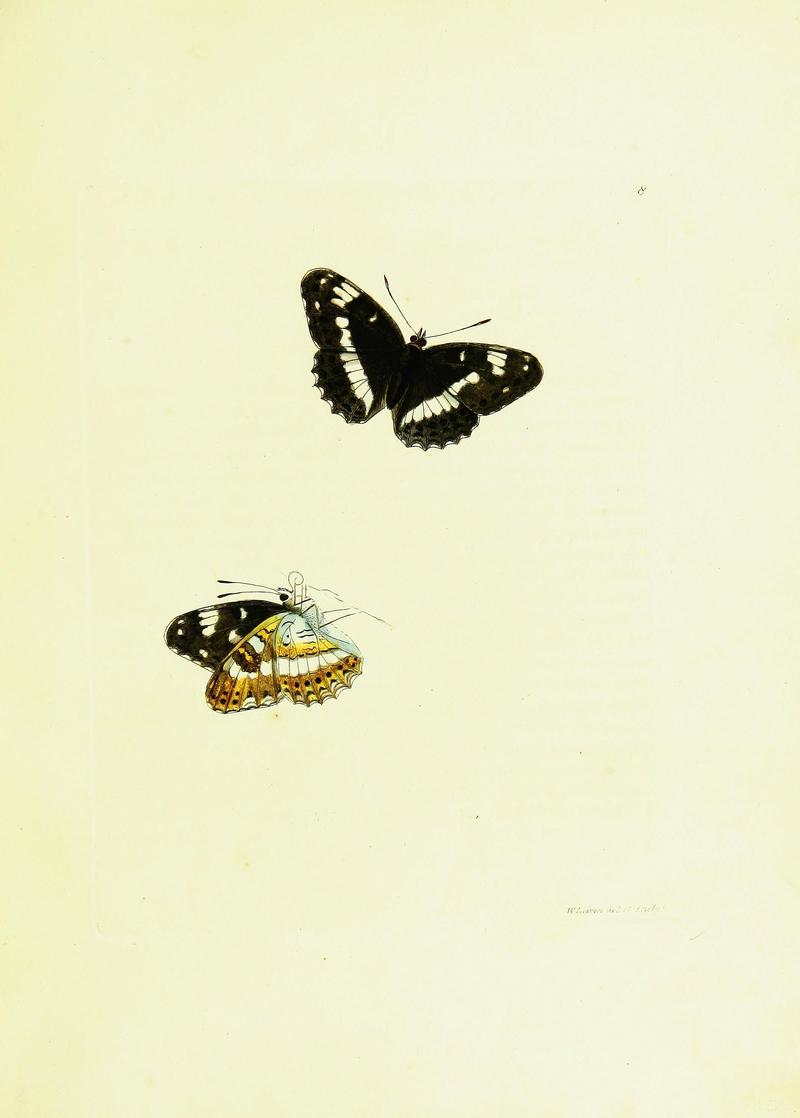 The papilios of Great Britain (Pl. 7) BHL42147282