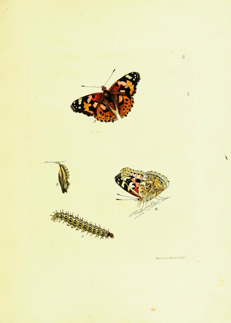 The papilios of Great Britain (Pl. 8) BHL42147286