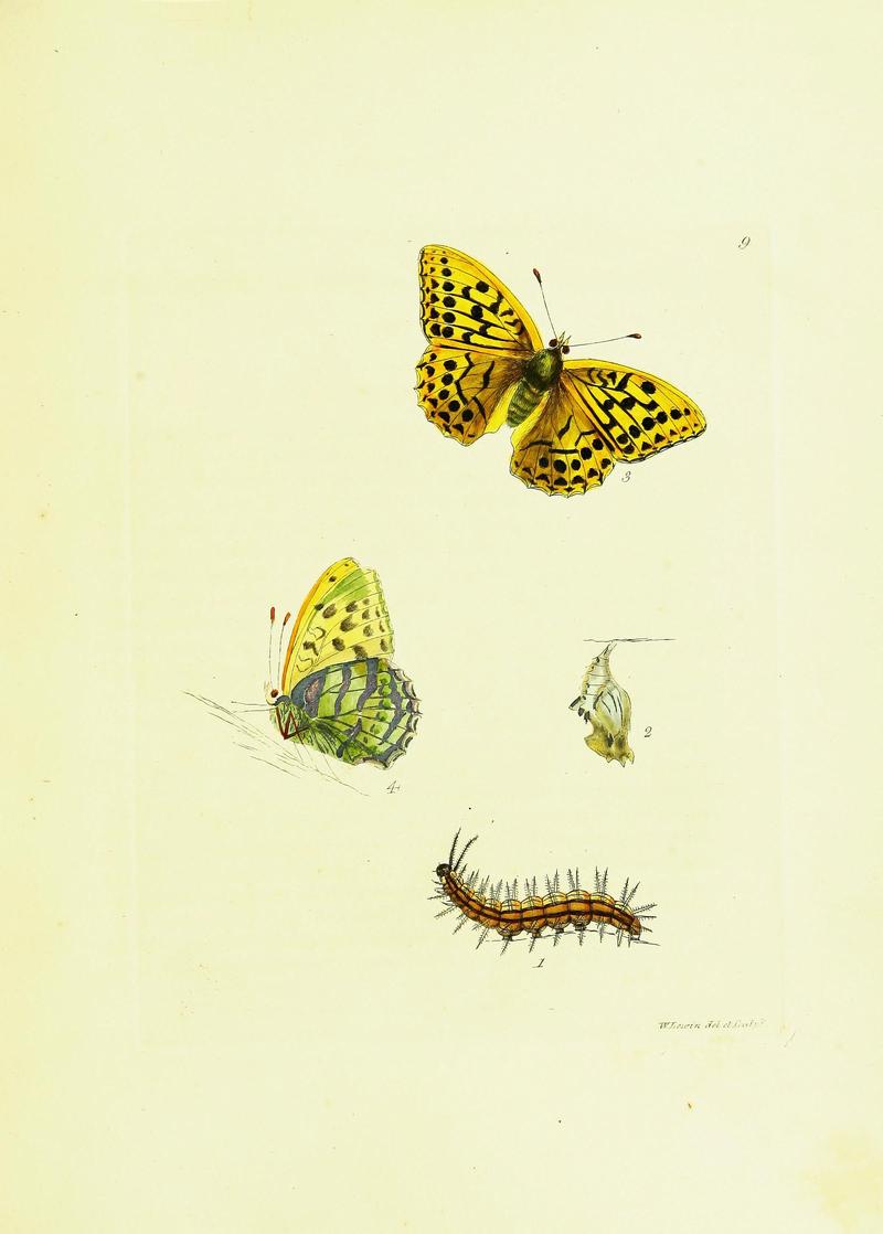 The papilios of Great Britain (Pl. 9) BHL42147290