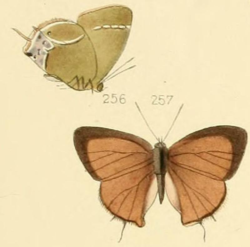 Thecla blenina (Callophrys xami)