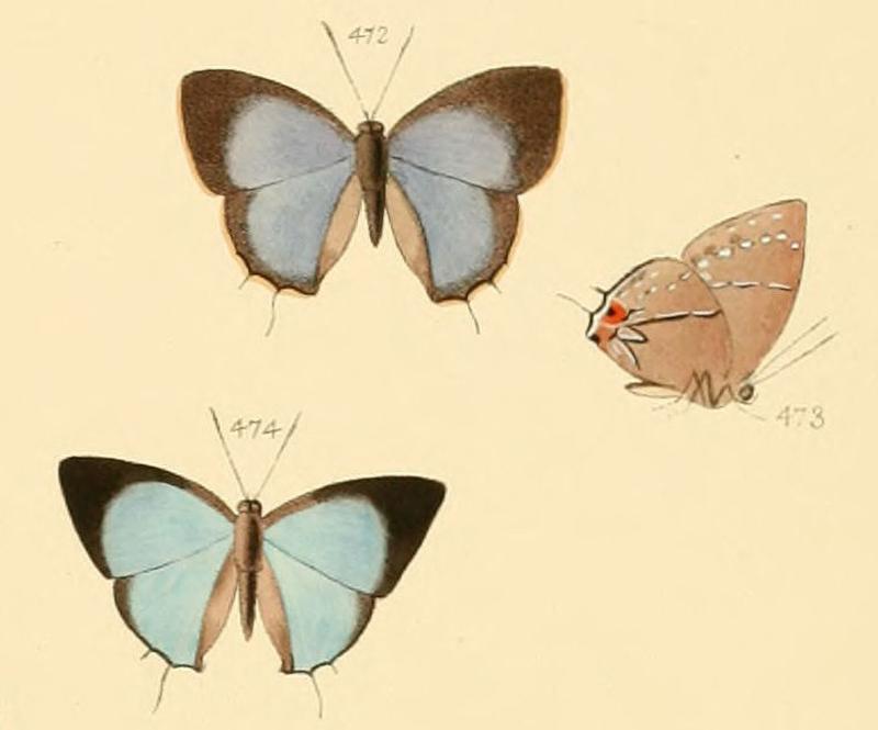 Thecla epopea Hewitson, 1870, from Hewitson, 1873