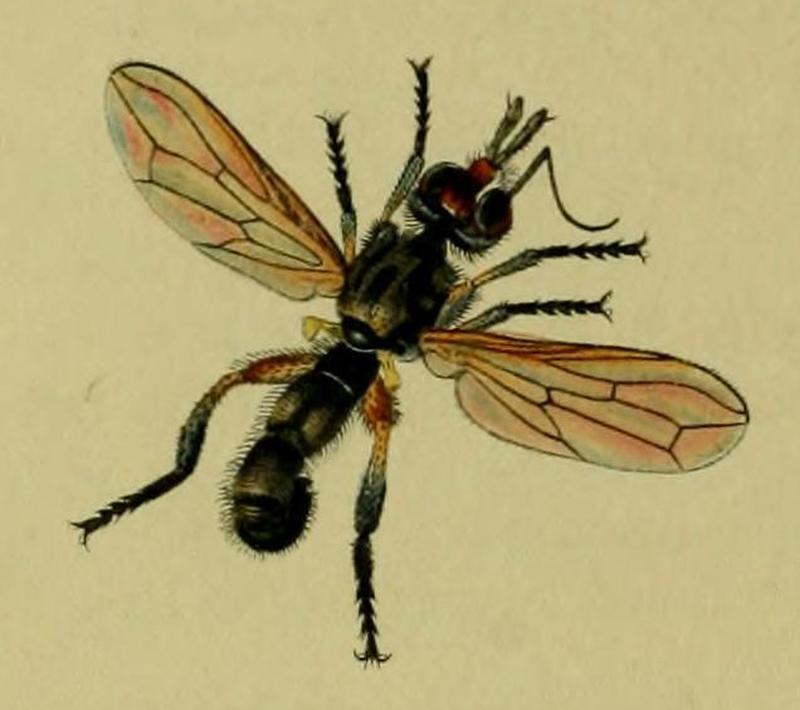 Thecophora fulvipes (John Curtis, British Entomology, 1836)
