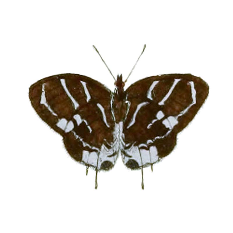 Thereus lausus CramerStoll