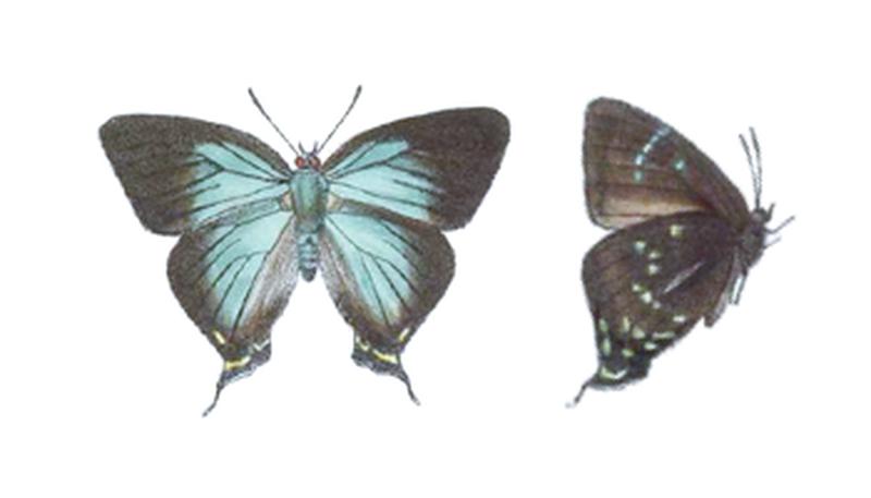 Theritas augustula BCA