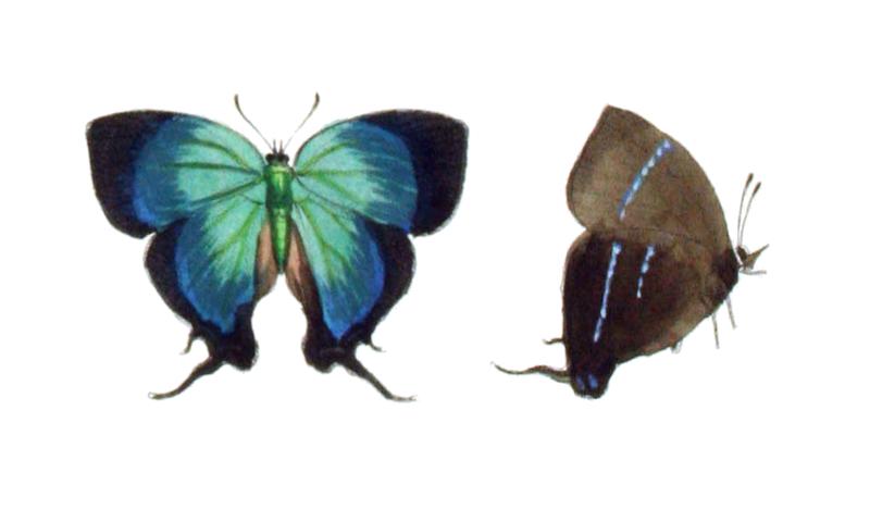 Theritas danaus Novara