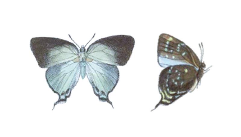 Theritas theocritus BCA