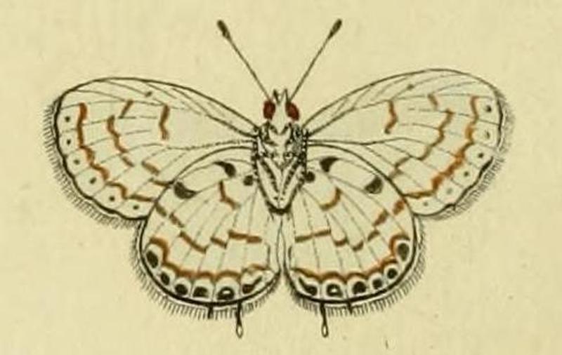 Thermoniphas micylus1