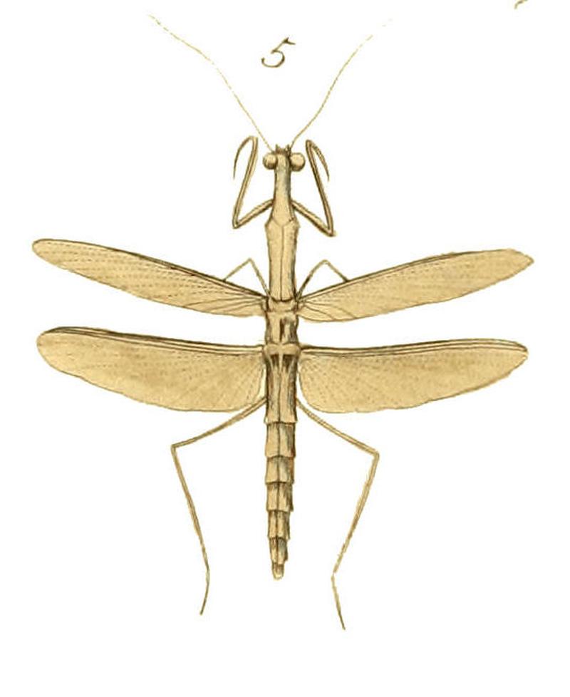 Thespis parva Illustrations of Exotic Entomology II 39 (cropped)