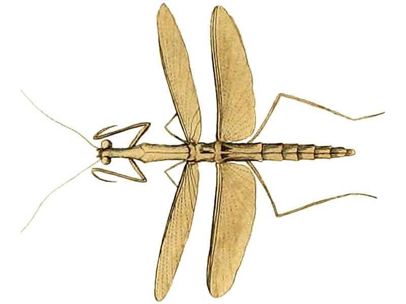 Thespis parva Illustrations of Exotic Entomology II 39 (cropped) 2