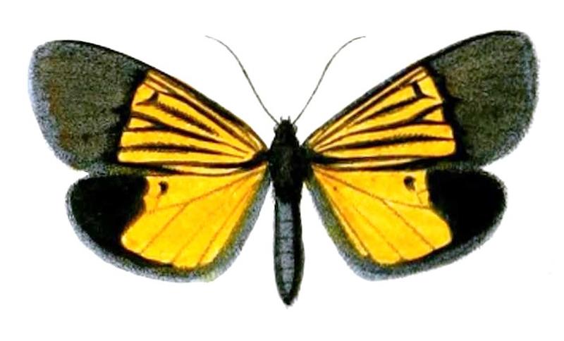 Thirmida dimidiata