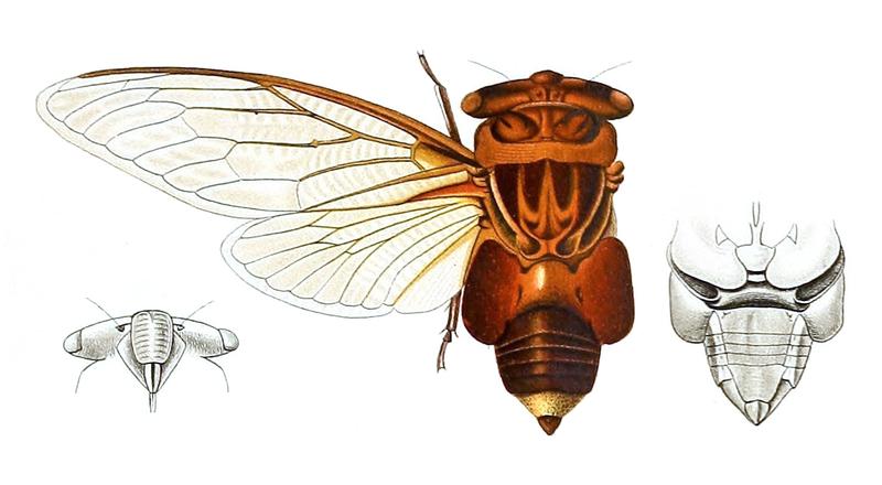Thopha sessiliba Distant 1912