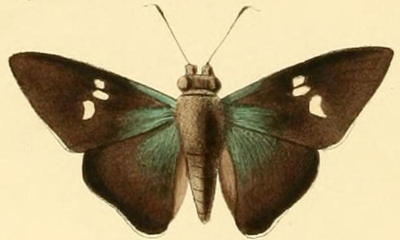 Thracides cilissa