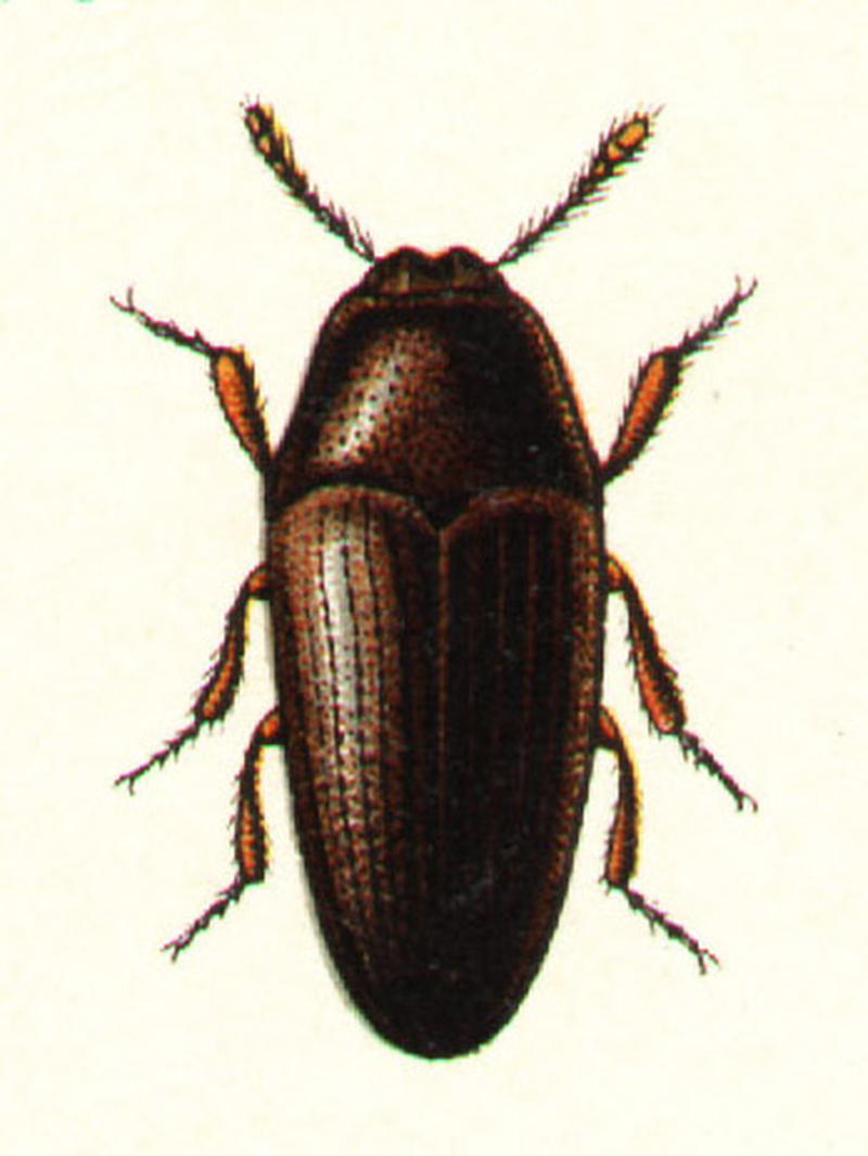 Throscus dermestoides