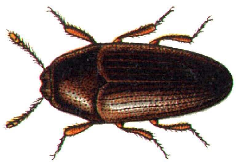 Throscus dermestoides 2