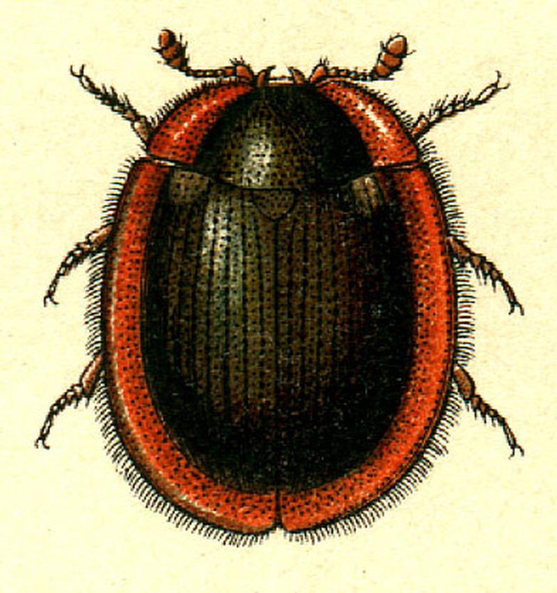 Thymalus limbatus