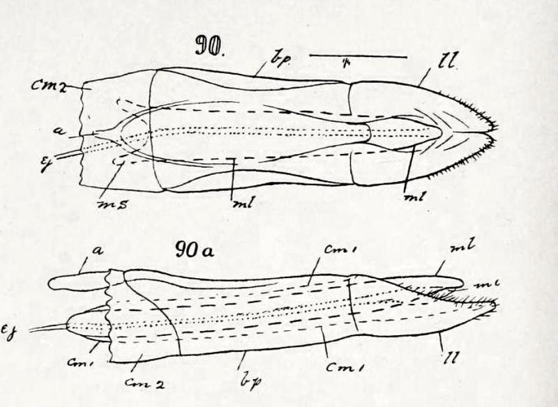 Thymalus limbatus Aedeagus