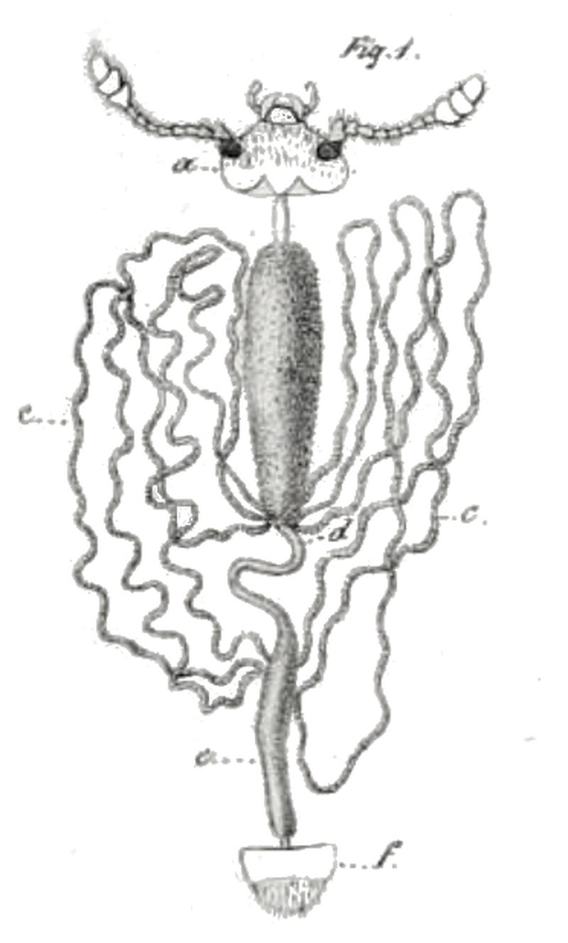 Thymalus limbatus degestiv system