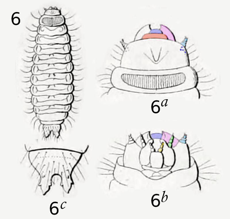 Thymalus limbatus larva