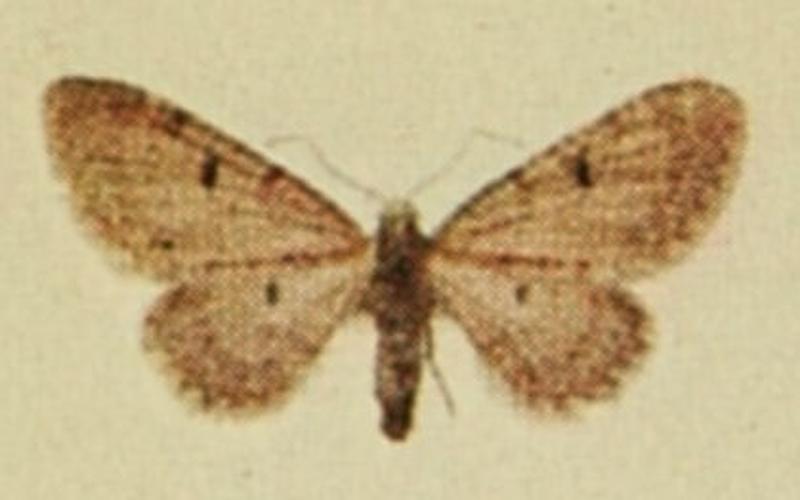 Thyme Pug Moths of the British Isles