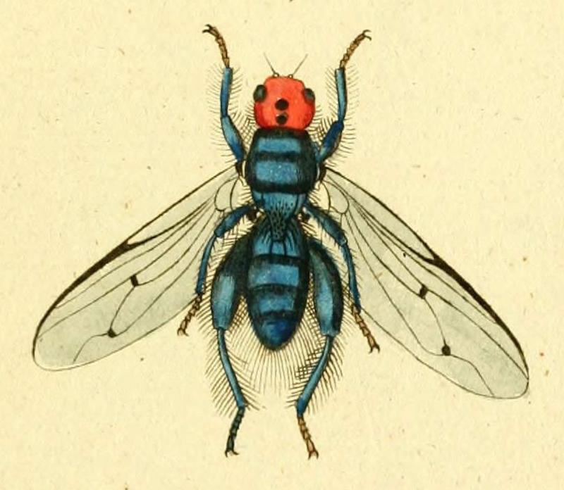 Thyreophora cynophila - original name Musca cynophila (Fauna Germanica, 1793)