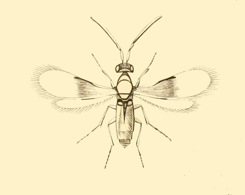 Thysanus ater - Monographia Chalciditum PlateKdel