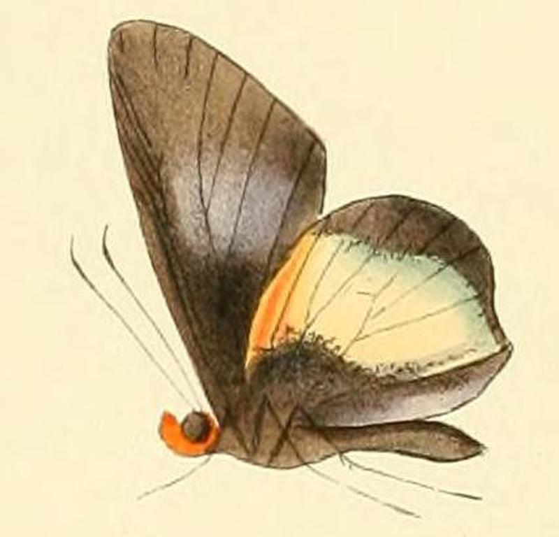 Tiacellia tiacellia