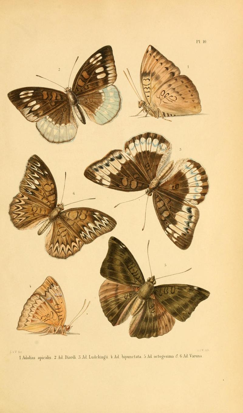 Tijdschrift voor entomologie (1862) plate 10