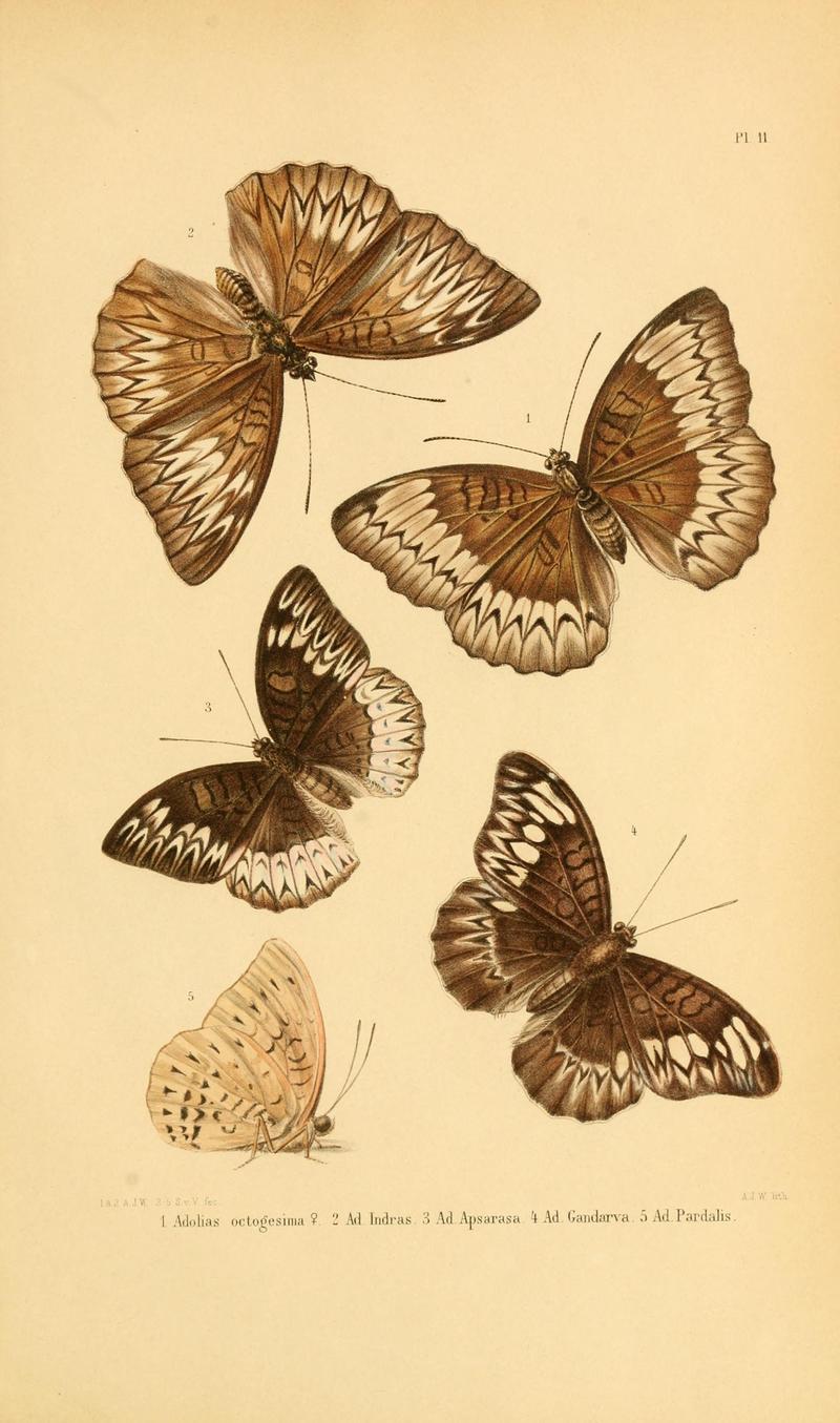 Tijdschrift voor entomologie (1862) plate 11