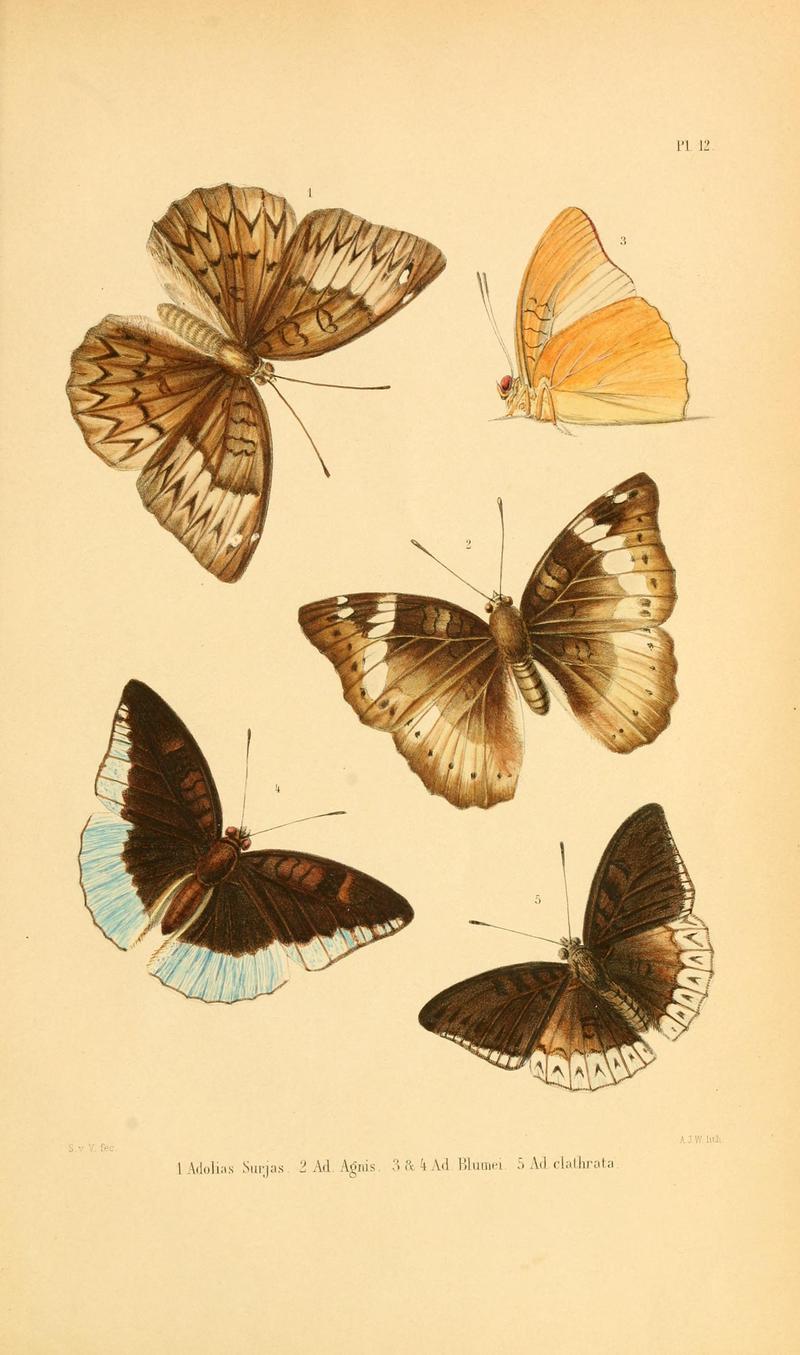 Tijdschrift voor entomologie (1862) plate 12