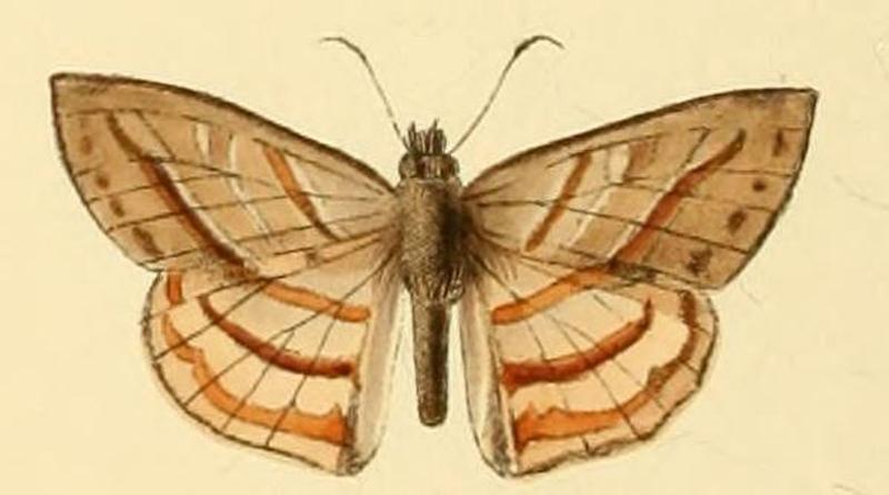 Timochares trifasciata