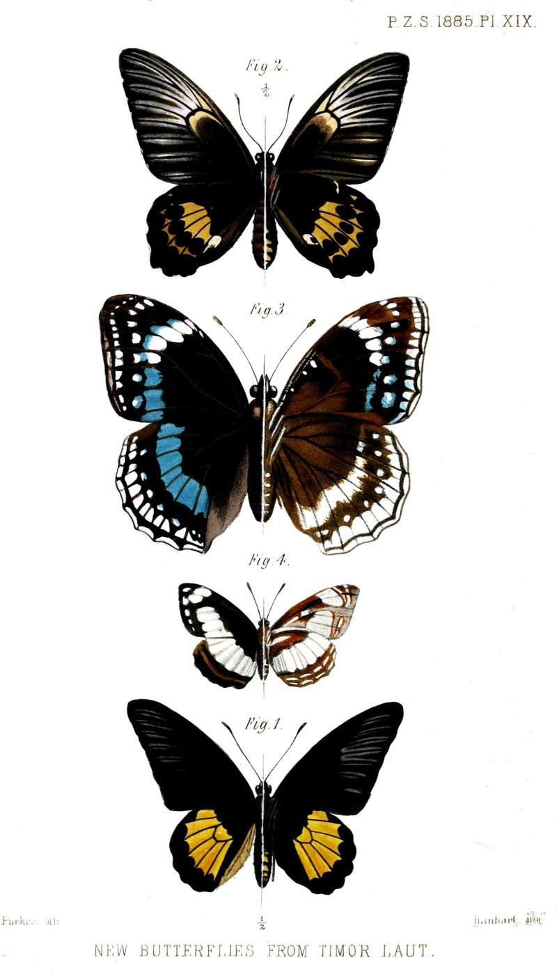 New Butterflies from Timor Laut