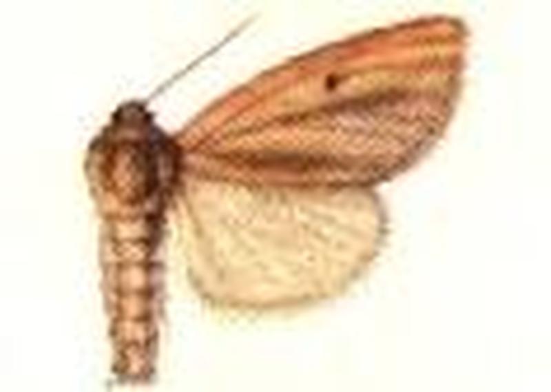 Timora bimaculata