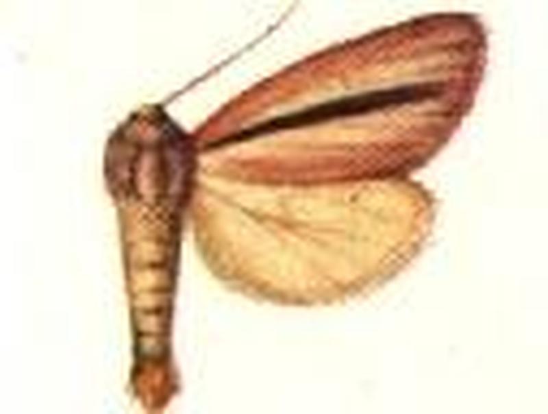 Timora nigrifasciata