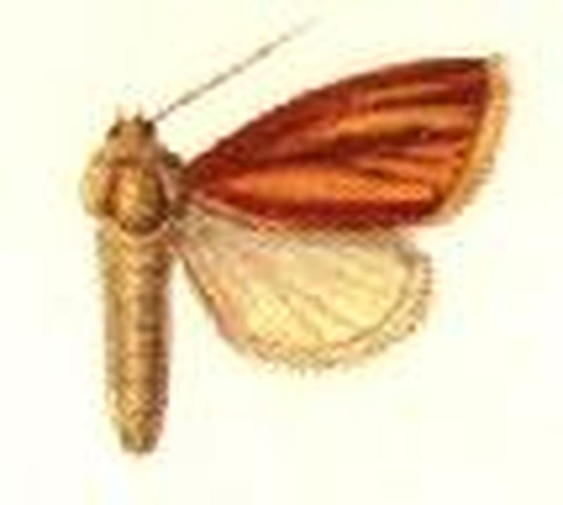 Timora sanguinolenta