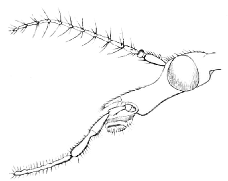 Tipula maxima head (John Curtis British Entomology Vol-8 p59 plate 493)