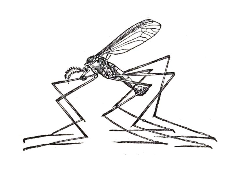 Tipula oleracea icon
