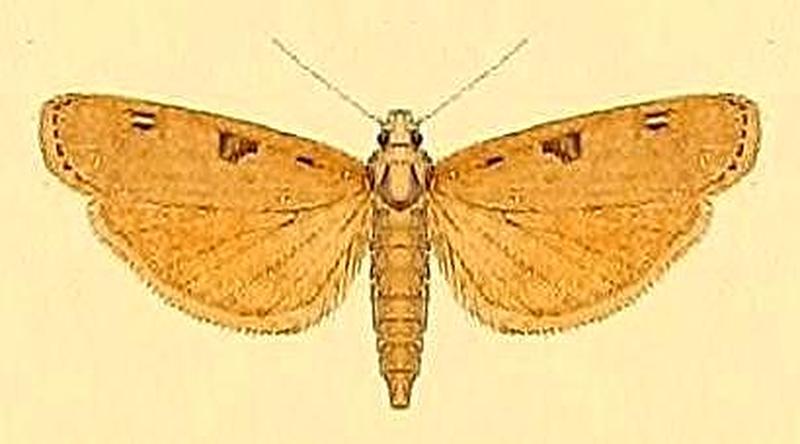 Tirathaba pseudocomplana
