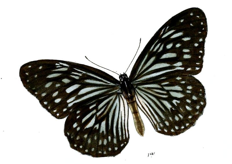 TirumalaGautamaF 7 1a