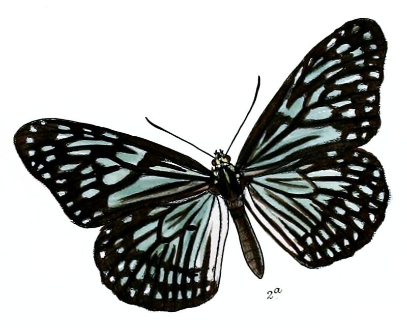 TirumalaGautamoidesF 6 2a