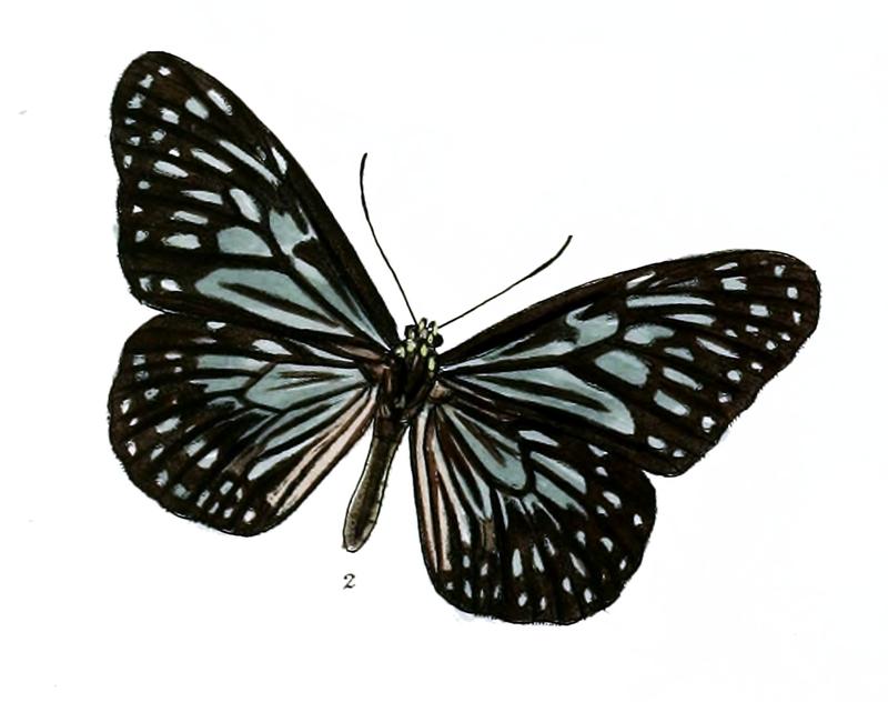 TirumalaGautamoidesM 6 2