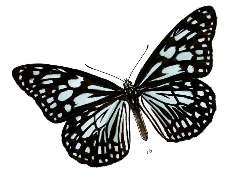 TirumalaLimniaceF 6 1b