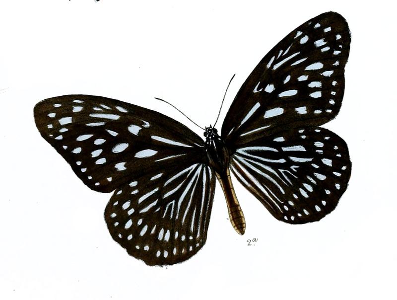 TirumalaSeptentrionisF 7 2a