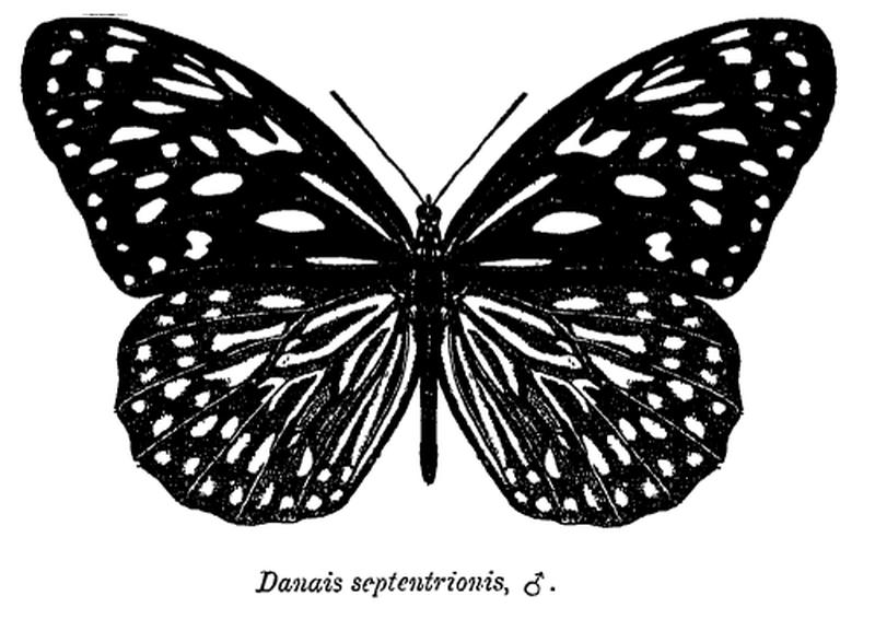 Tirumala septentrionis ctb