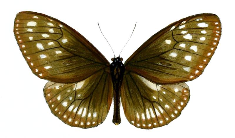 TirunaRoepstorffii 50 3